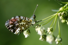 Insekten &#38; Spinnen