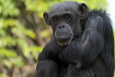 Erlebnis-Zoo Hannover