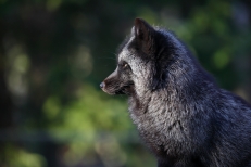 Wildpark Schwarze Berge